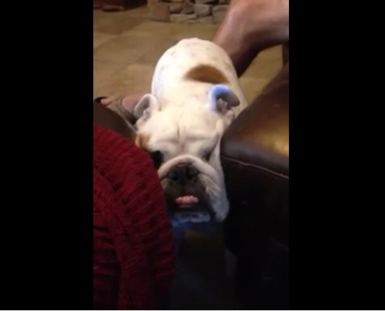 Hilarious English Bulldog Gets Stuck In a Tight Spot Trying to Climb Couch!