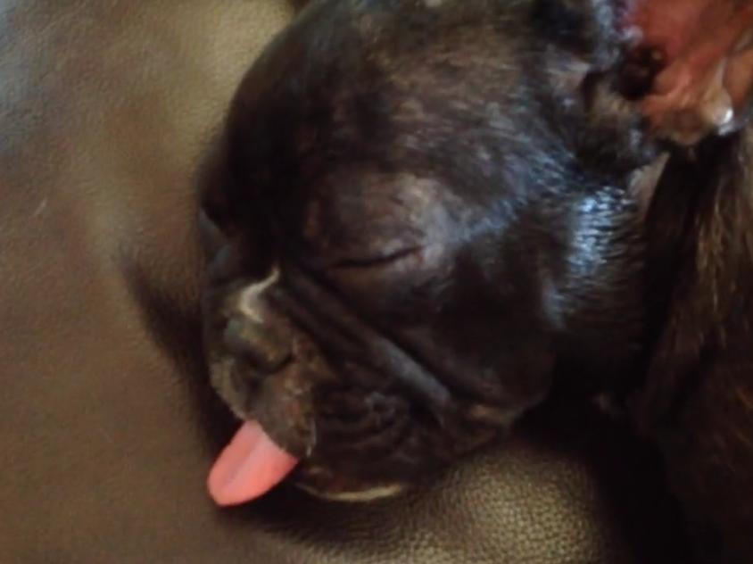 Bulldog Puppy Waves Tongue While Sleeping!