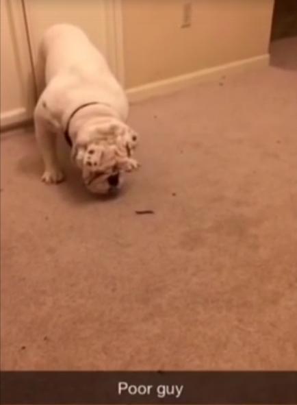 When This Tough Bulldog Encounters A Bug, His Reaction Is Priceless!