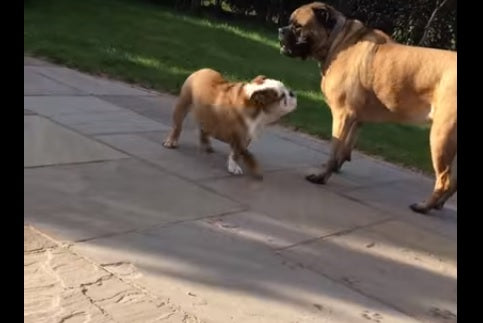 This English Bulldog Puppy Is Picking A Play Fight With A Way Bigger Dog Than Him!