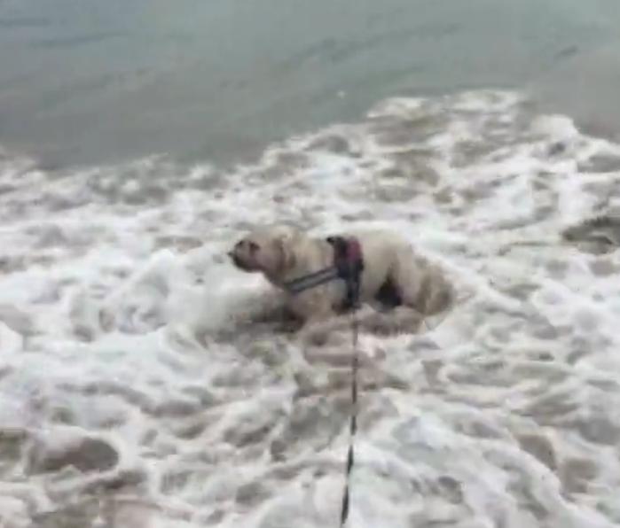 Video: English Bulldog Attacks Ocean Waves!