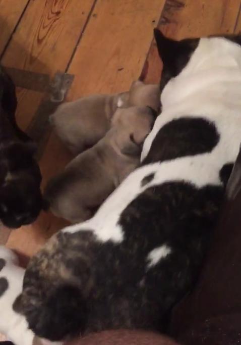 Caring Bulldog Dad Adorably Plays With His Newborn Puppies!