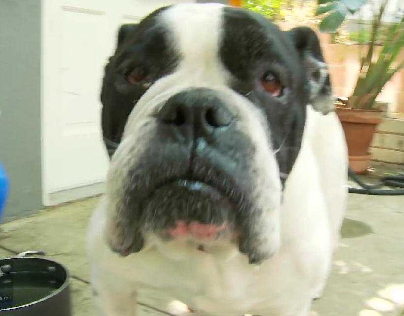 This English Bulldog Had Just 24 Hours Left To Live But What Happened Next Will Make You CRY!