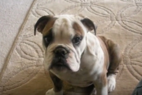 This English Bulldog Puppy Has The Most Adorable Whine Ever!