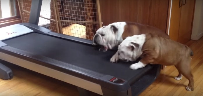 Adorable English Bulldogs Argue Over Who Gets To Use The Treadmill First!