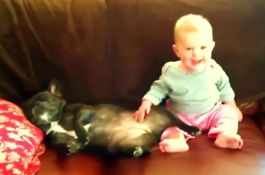 This Snoring French Bulldog Is Making This Baby Laugh HYSTERICALLY!