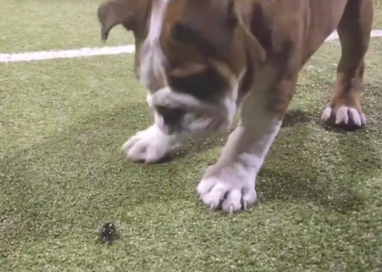 Video: Bulldog Puppy VS Beetle!