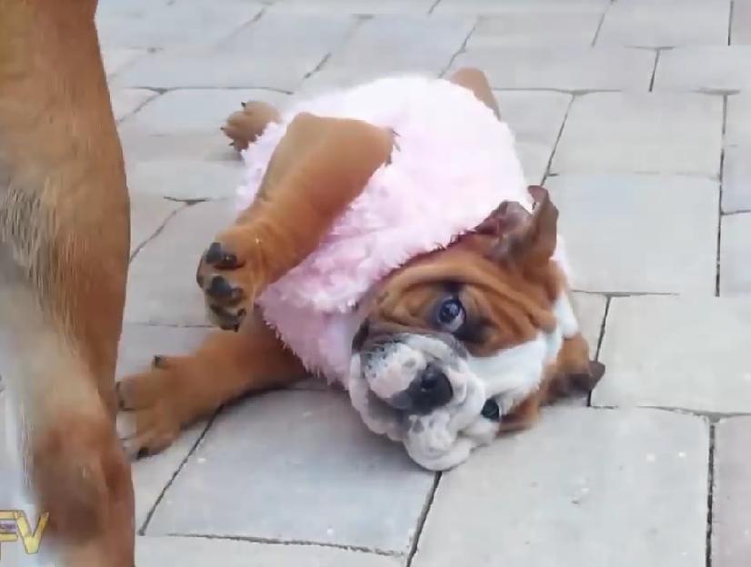 English Bulldog Daddy Accidentally Knocks His Daughter Over, And She Can’t Get Up!