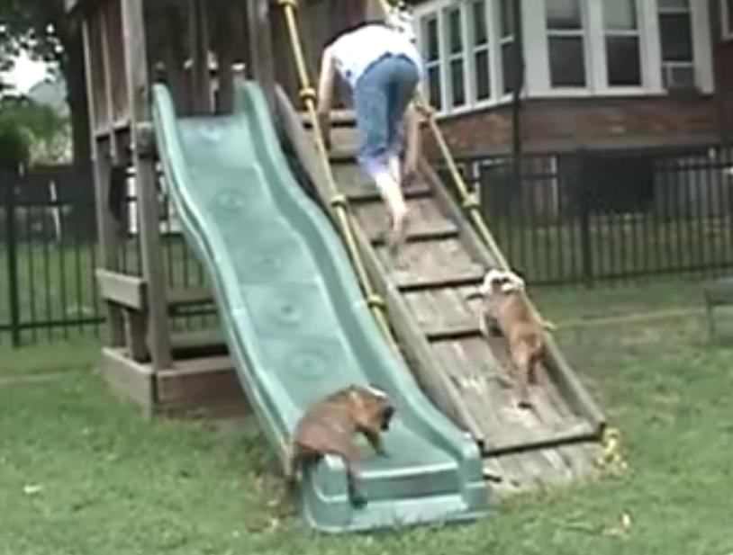 Video: Bulldog Puppies Love Going Down Their Slide!