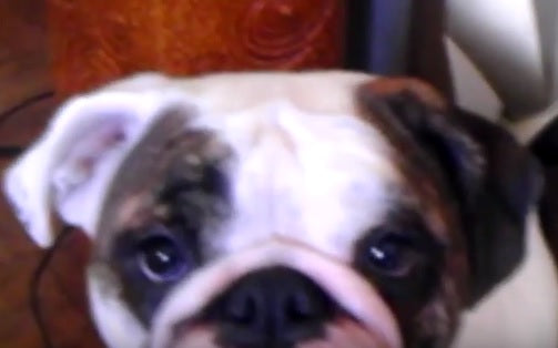 Get Ready To See The Cutest Bulldog Family Ever!