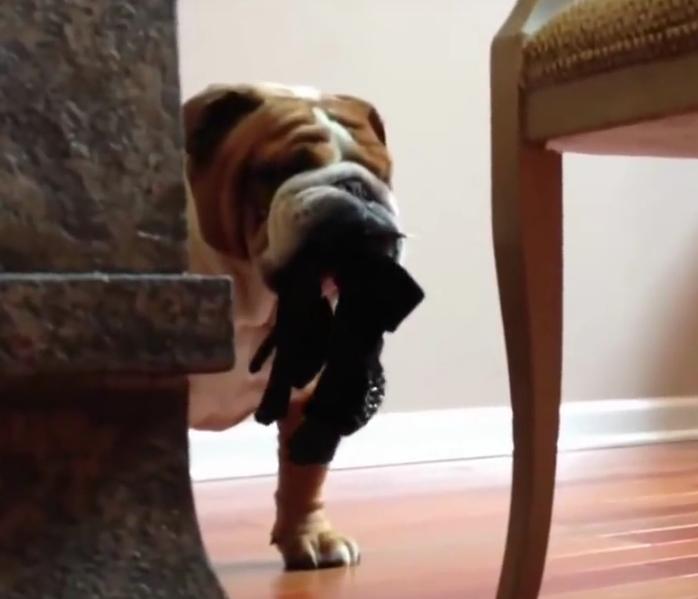This Bulldog Wants To Steal Stuff And Hide Under The Table!