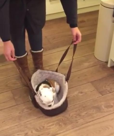 This Baby Bulldog Climbing Into A Tote Bag Is Going To Make You Smile!