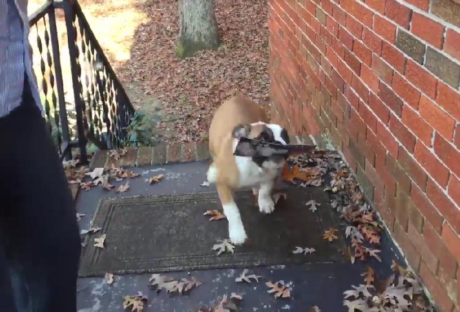 Tank The English Bulldog Does A Touch Down Like Desmond Bryant And Brings Home The Mail!