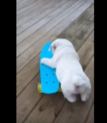This English Bulldog Puppy Is Taking His First Skating Lessons!