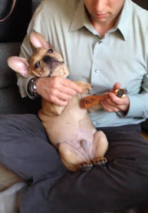 Video: This Bulldog Playing A Tiny Guitar Is Soooo Cute!