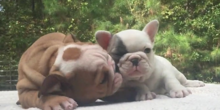 These Adorable Bulldog Puppies Cuddling Will Melt Your Heart!
