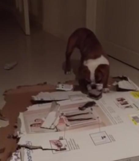 This English Bulldog Likes To Destroy Things!