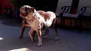 These Bulldogs Are Having A Lot Of Fun By the Pool!