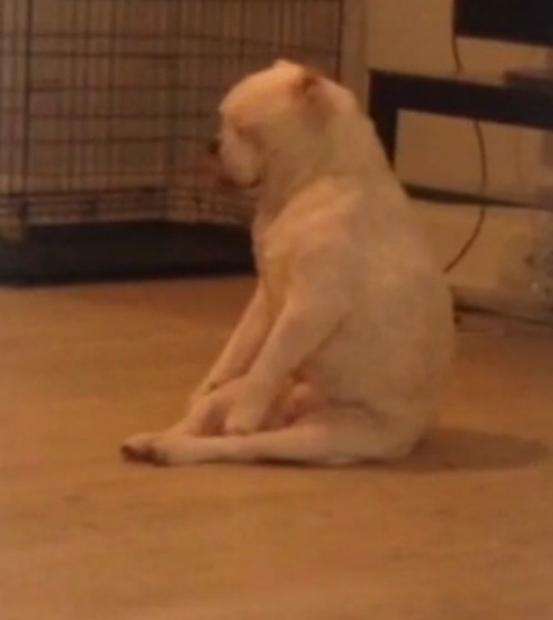 Adorable English Bulldog Is Really Trying To Scratch That Itch!