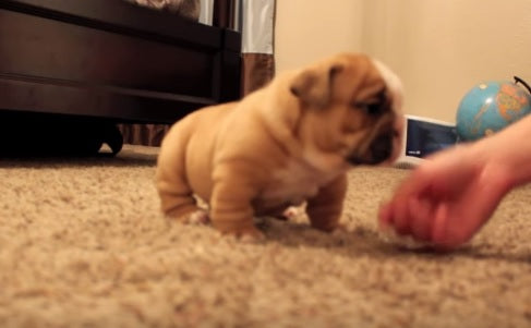 These Cute English Bulldog Puppies Are Here To Melt Your Heart!