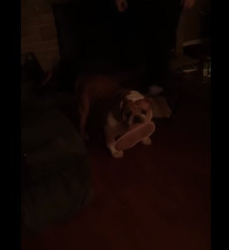 This English Bulldog Is Not Giving Up On The Slipper!