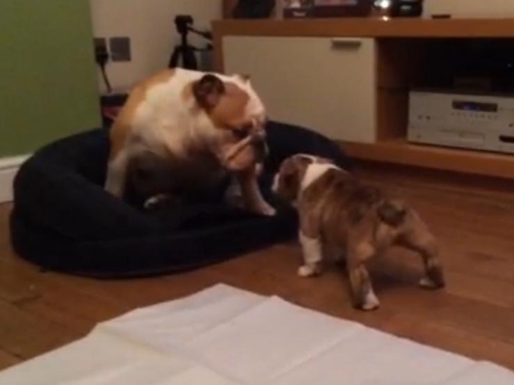 This Bulldog Puppy Is Adorably Arguing With A Grownup Bulldog!