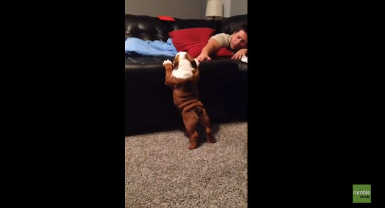 This Is Too Sweet! English Bulldog Puppy Tries To Conquer The Sofa!