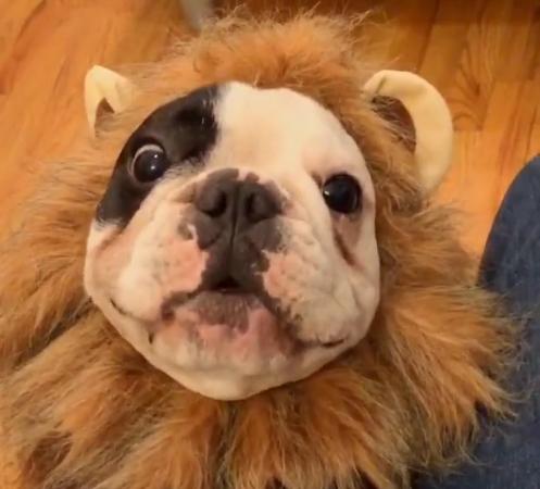 This Adorable Bulldog Is Trying To Roar Like A Lion And He Makes The CUTEST Sounds Ever!