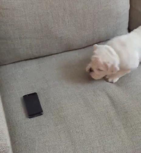 This Bulldog Puppy Hates iPhones Because…We Actually Have No Idea Why!