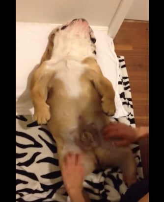 This Lucky English Bulldog Is Enjoying His Daily Massage!