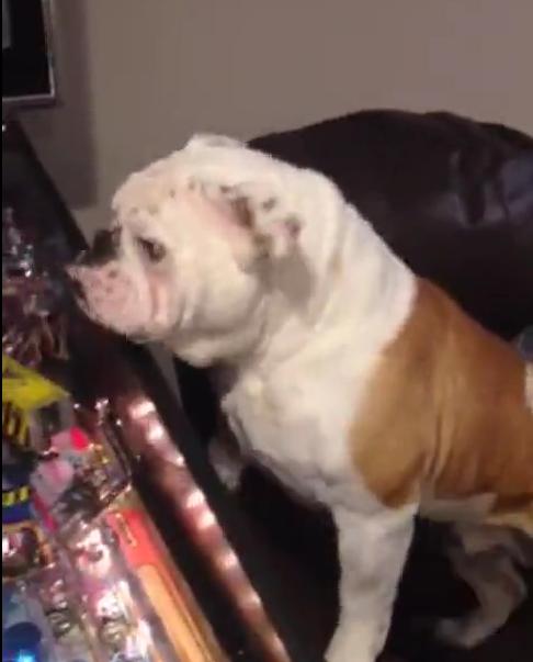 Must Watch! English Bulldog Loves To Play Pinball With His Owner!