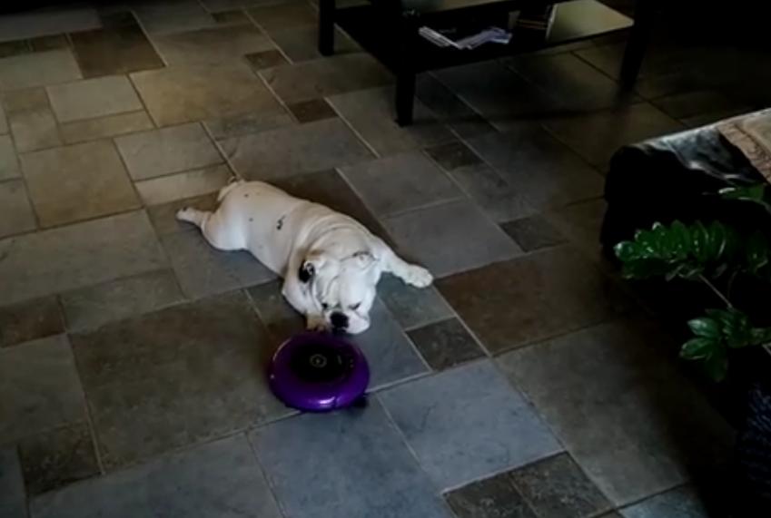 This Bulldog Doesn’t Care About The Vacuum Cleaner At ALL!