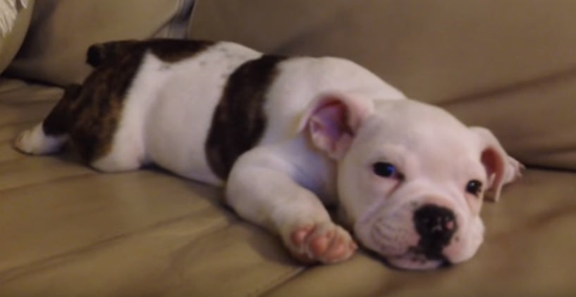 This English Bulldog Puppy Is The Cutest Sleepy Puppy We’ve Ever Seen!