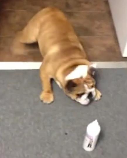 This English Bulldog Puppy Has The Funniest Reaction To The Ear Cleaning Bottle!