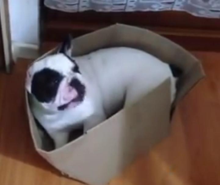 This Bulldog Thinks He Is A Cat?