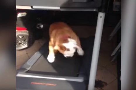 Bouncy English Bulldog Thinks He's Jumping Hurdles On The Treadmill!