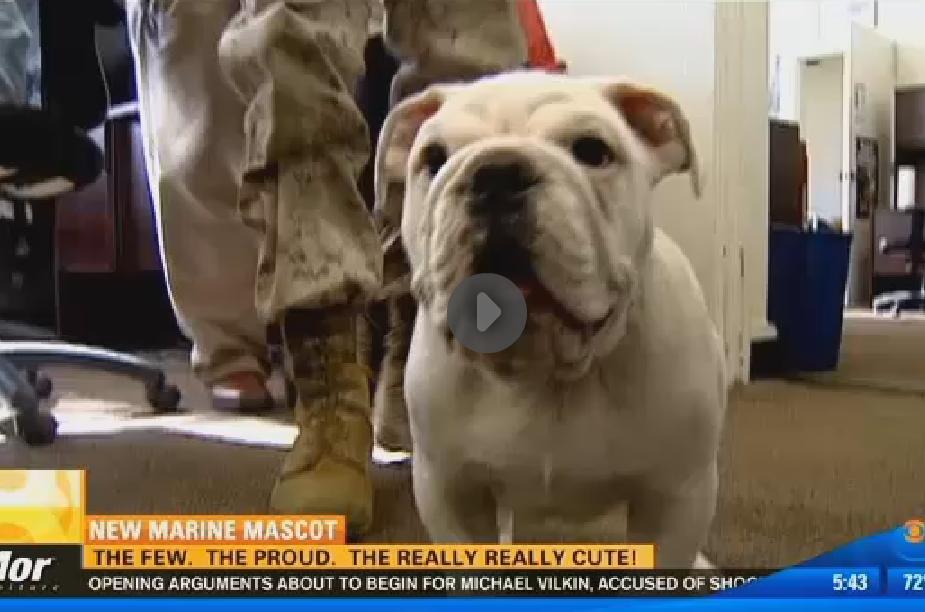 This English Bulldog Was Recruited By The Marines! Check The Video To Find Out Why!