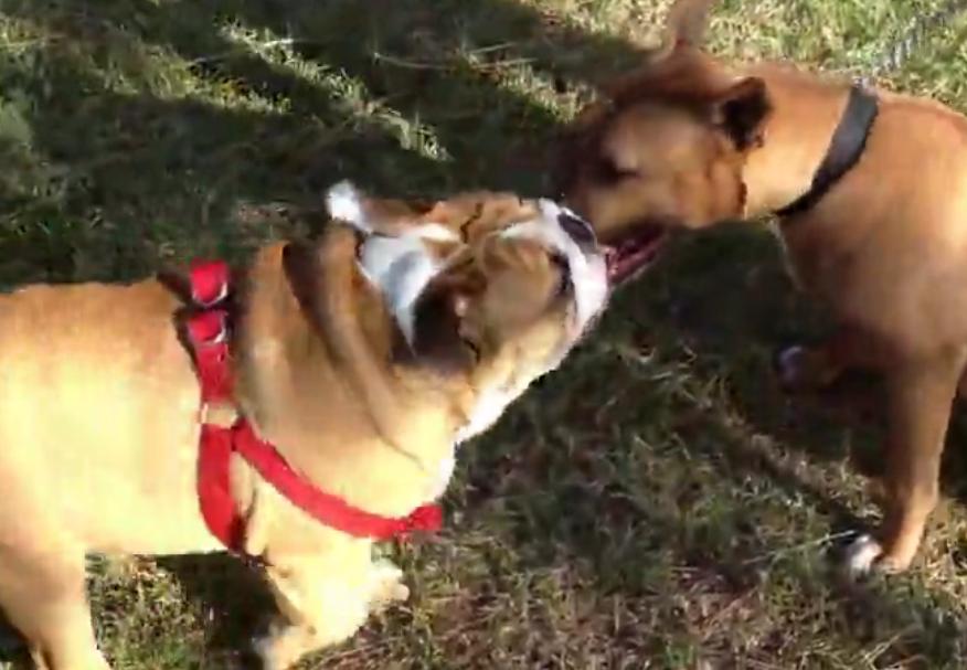 English Bulldog Puppy Loves To Wrestle With His Bull Terrier Friend!