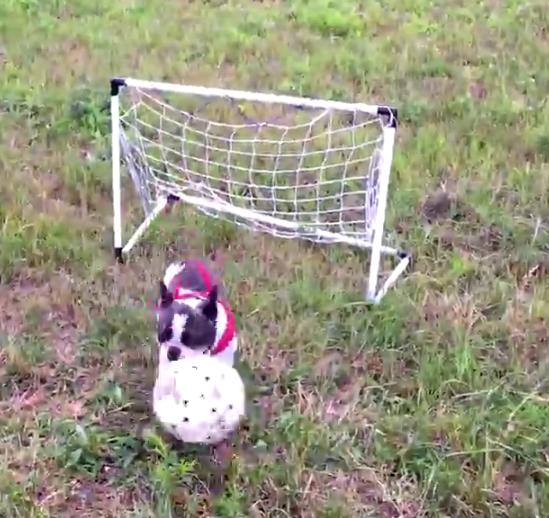 This Bulldog Loves To Play Soccer!