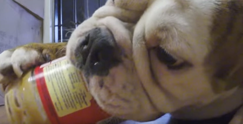Funny English Bulldog Loves Eating Peanut Butter!