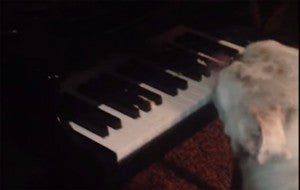 Funny Bulldog Plays The Piano With His Tongue!