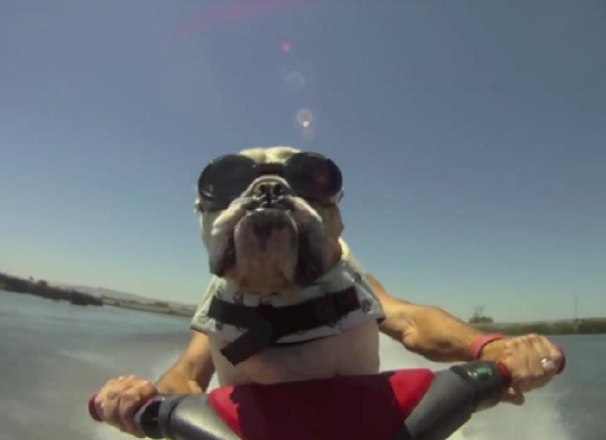 If You Haven’t Seen A Jet Skiing Bulldog, This Is Your Chance!