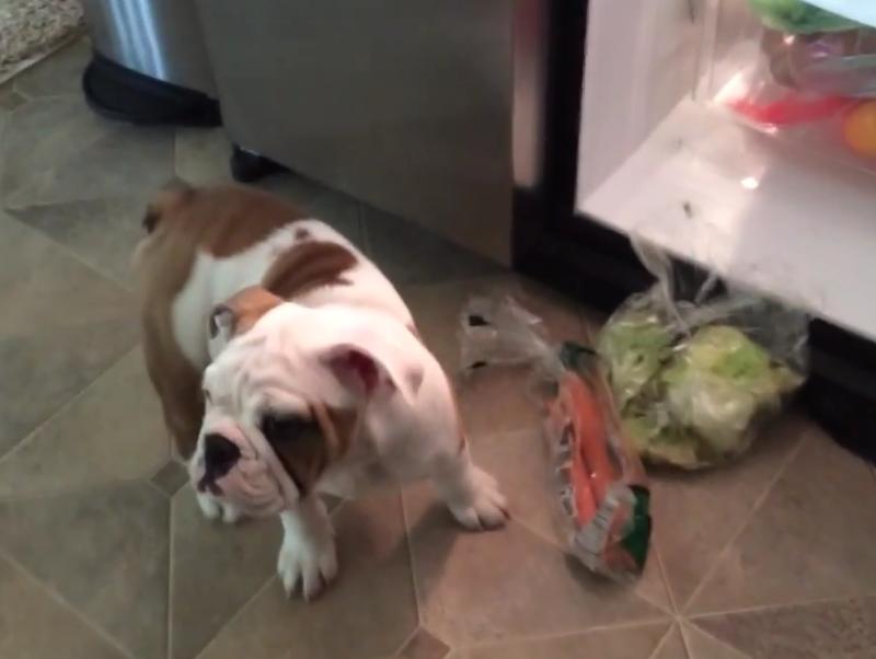 Bulldog Puppy Is Taking Carrots Out Of The Fridge!