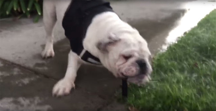 Adorable English Bulldog Decides To Bite Water?
