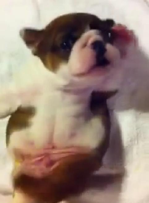 Awwww! This Chubby English Bulldog Puppy Can't Roll Over And It Is Sooo Cute!