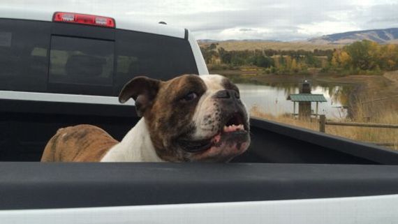 Baseball Player Take His English Bulldog For A Road Trip Across The US!