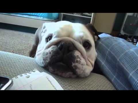 English Bulldog Throws Adorable Tantrum Because He Is Not Allowed To Sit On The Couch!