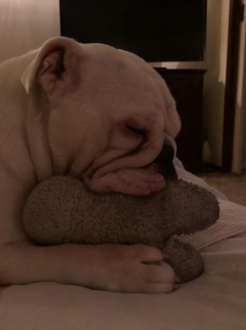 Adorable Bulldog Suckles Her Toy Until Falling Asleep!