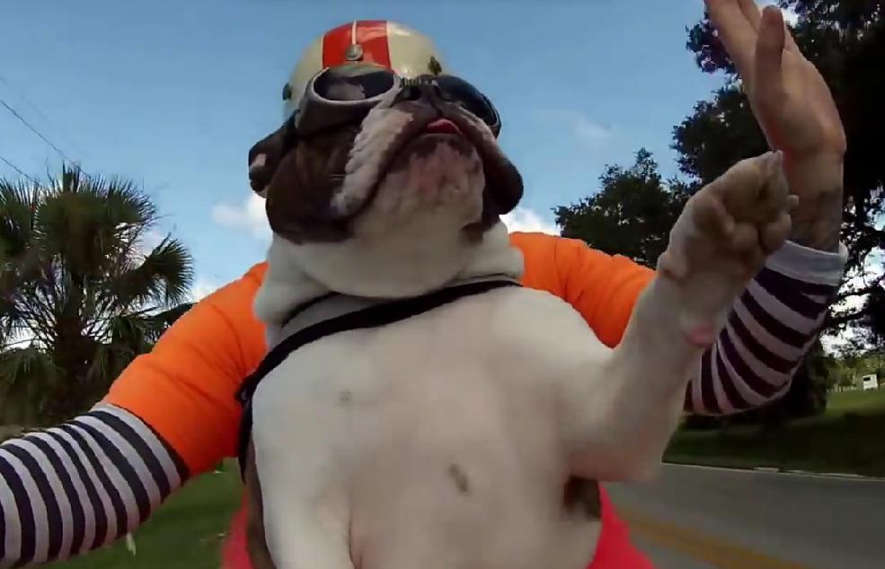 WHAAT? English Bulldog Waves To People While Riding On A Motorcycle!