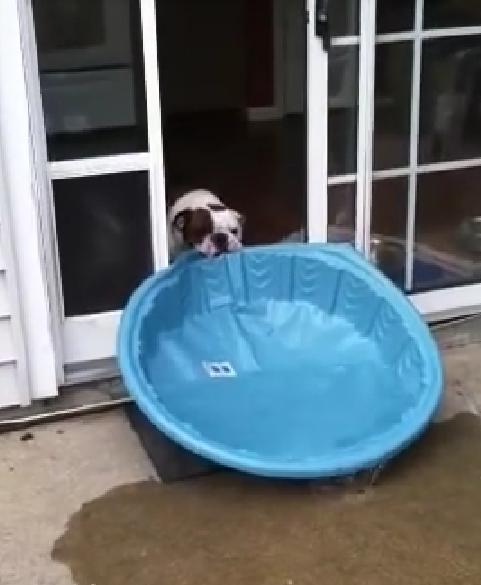 Having A Pool In His Yard Is Just Not Enough For This Bulldog. He Wants The Luxury Of Having A Pool In The House Too!